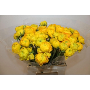 Ran Cloni Ex Giallo Succes