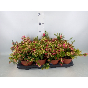 Gaultheria   ...red berry