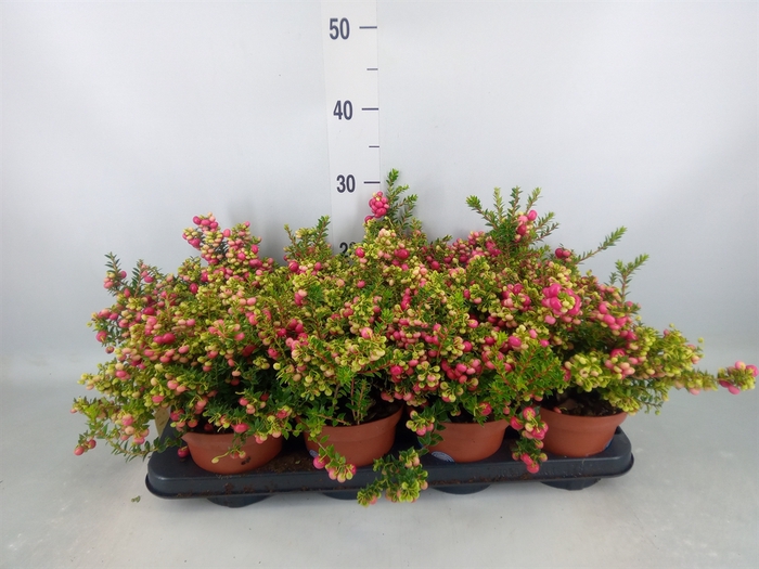 <h4>Gaultheria   ...red berry</h4>