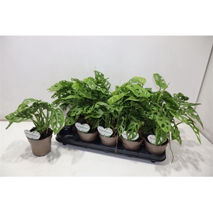 arr8 Monstera Adansonii
