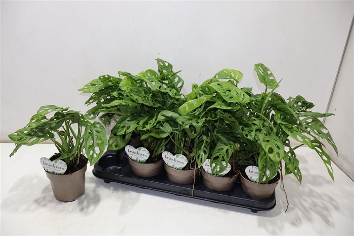 <h4>arr8 Monstera Adansonii</h4>