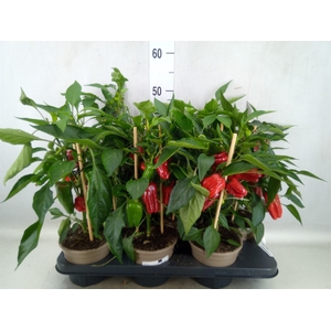 Capsicum annuum   ...paprika