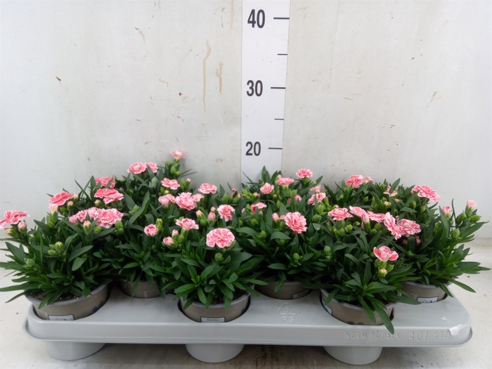 <h4>Dianthus  'Oscar White And Red'</h4>