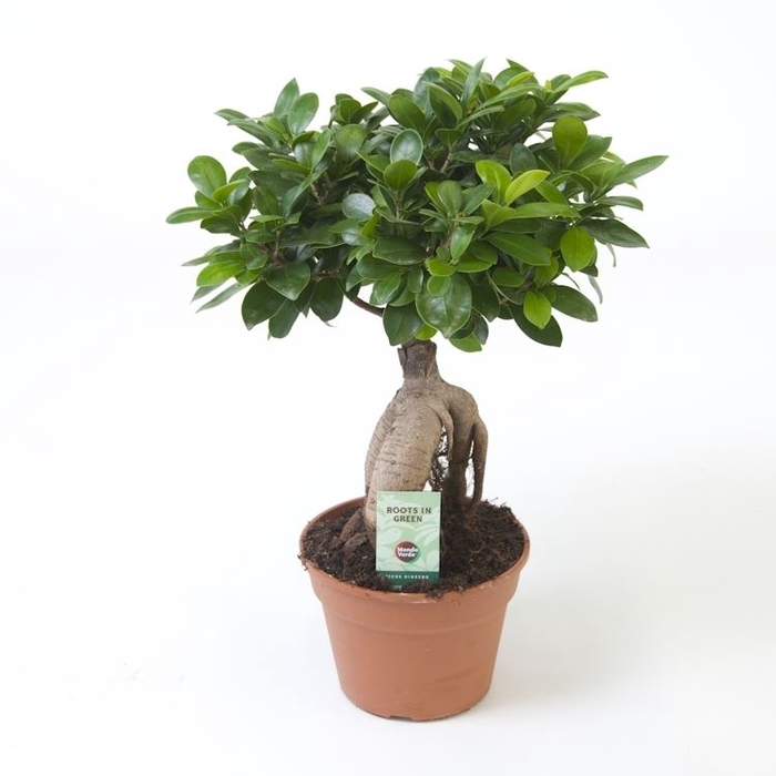 <h4>Ficus micr. Ginseng</h4>