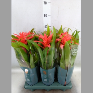 Guzmania  'Deseo Salmon'