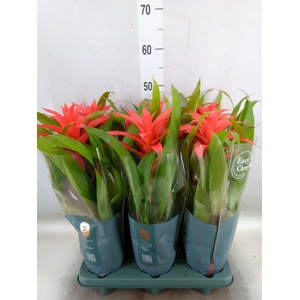 Guzmania  'Deseo Salmon'