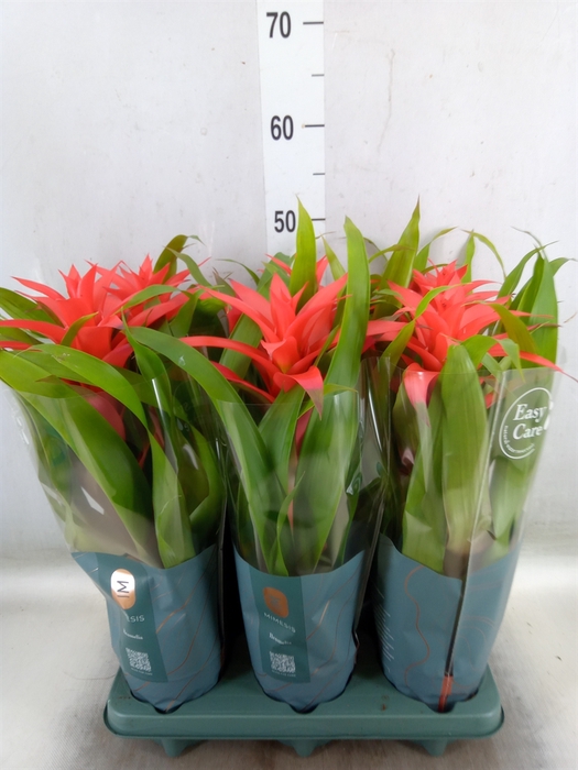 <h4>Guzmania  'Deseo Salmon'</h4>