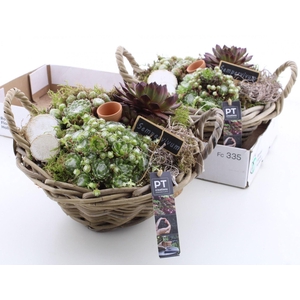 ARR.  SEMPERVIVUM BASKET