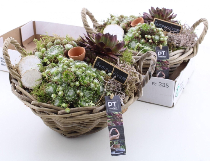 <h4>ARR.  SEMPERVIVUM BASKET</h4>