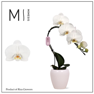 Phalaenopsis Swan White 1 spike - 7cm in Martine White | Mimesis