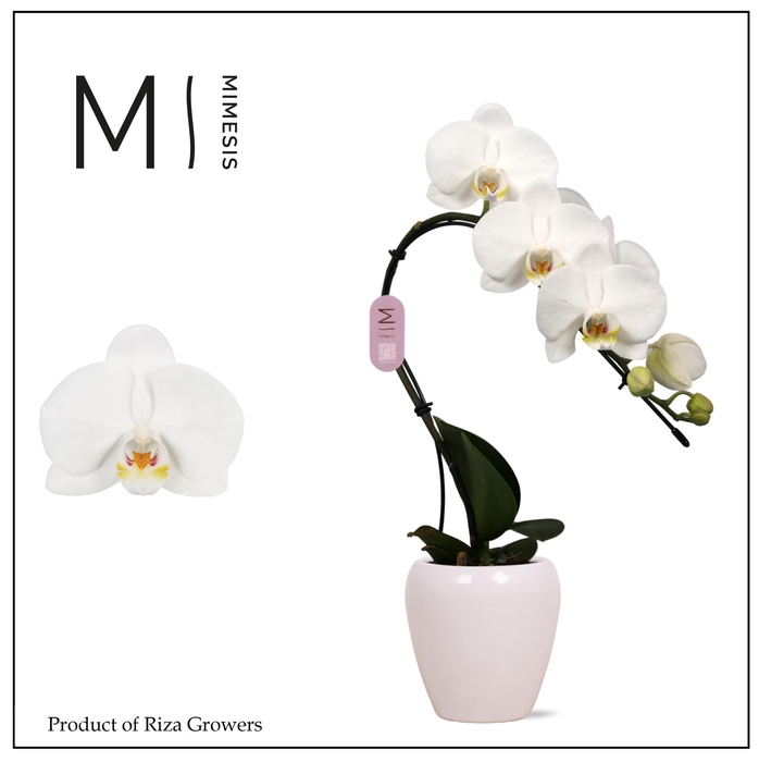 <h4>Phalaenopsis Swan White 1 spike - 7cm in Martine White | Mimesis</h4>