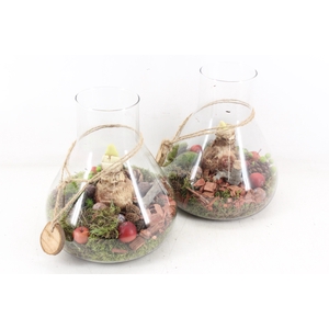 arr4 Amaryllis MB - Glas paris 285/3 RD