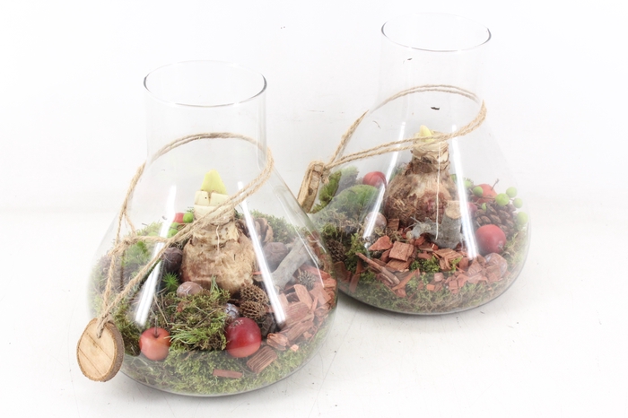 <h4>arr4 Amaryllis MB - Glas paris 285/3 RD</h4>