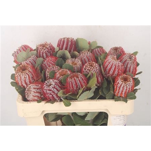 Banksia Coccinea