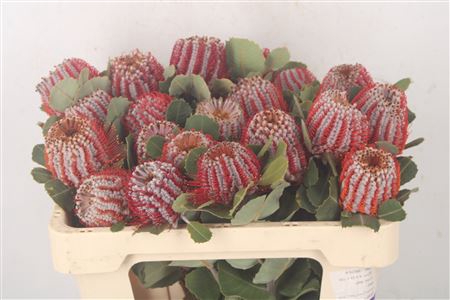 <h4>Banksia Coccinea</h4>