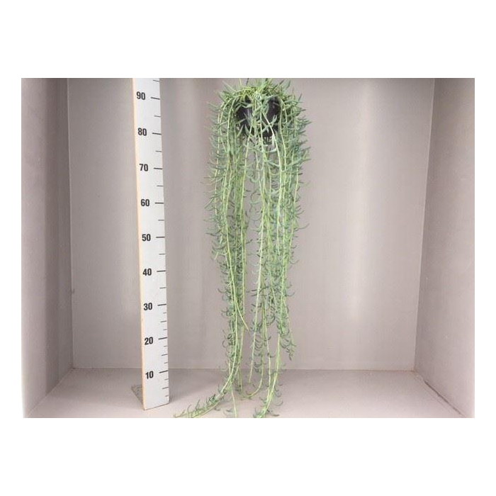 <h4>Senecio   ...</h4>