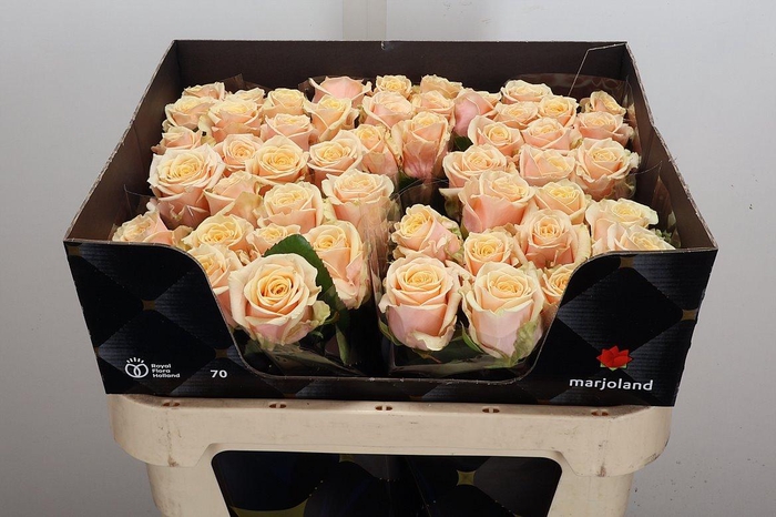 <h4>R Gr Bellini!</h4>