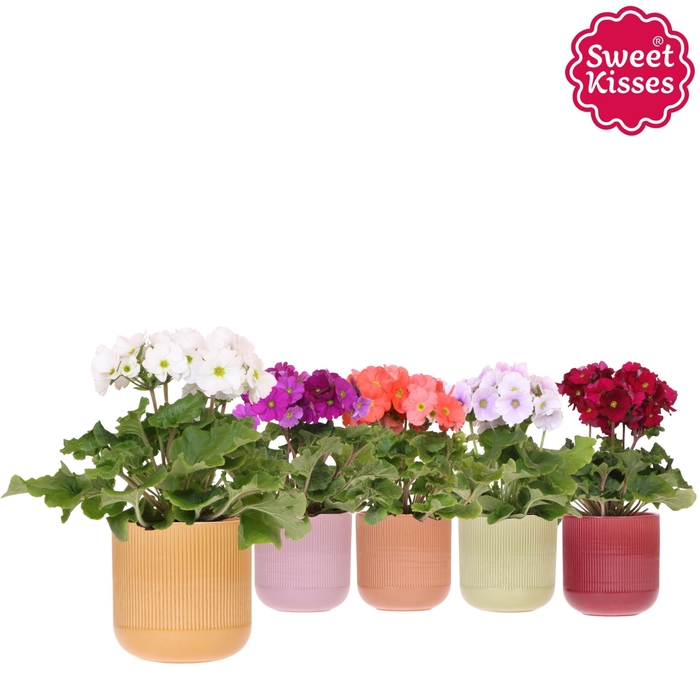 <h4>Primula Obconica Sweet Kisses mix in Flare pot mix</h4>