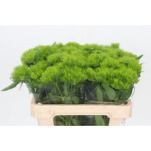 Dianthus Br Kiwi Mellow