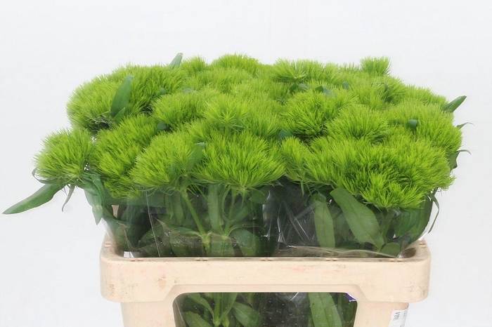 <h4>Dianthus Br Kiwi Mellow</h4>