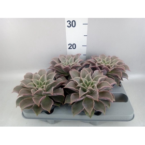 Echeveria   ...