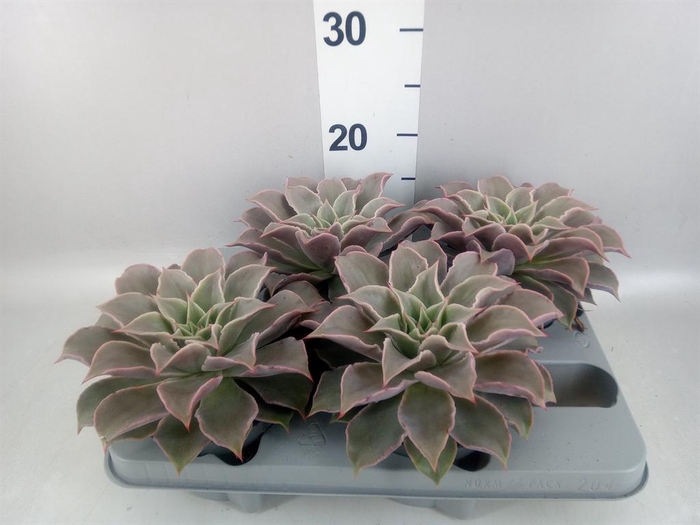 <h4>Echeveria   ...</h4>