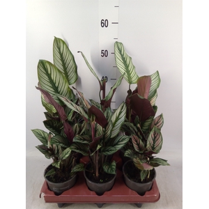 Calathea   ...