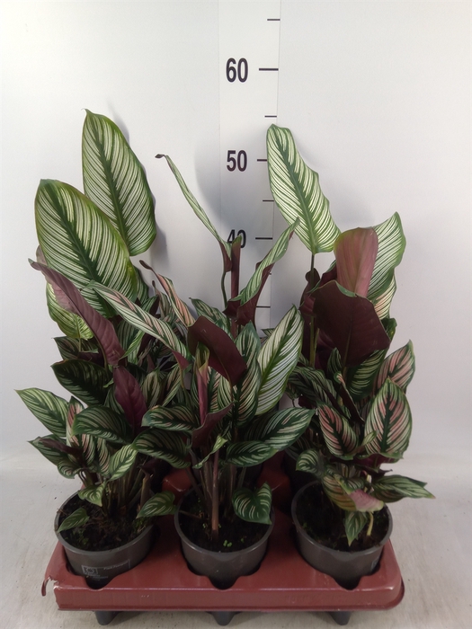 <h4>Calathea   ...</h4>