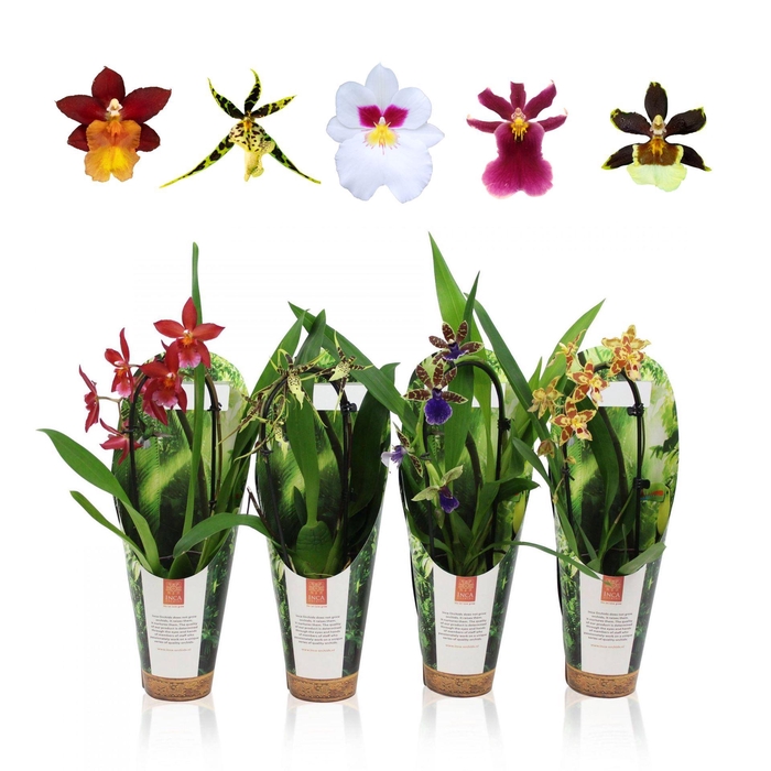 <h4>Orchideeen</h4>