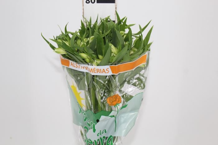 <h4>ALSTROEMERIA PRESTIGE 080 CM BRANCO</h4>