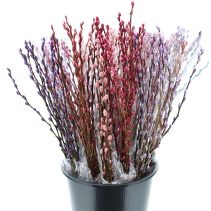 Salix Katjes Geverfd Mixemmer Valentijn Op 10
