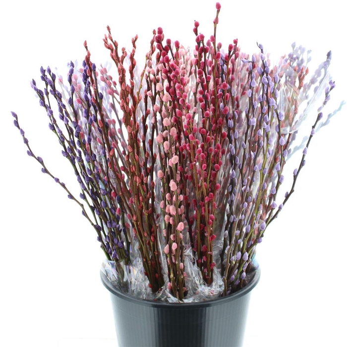 <h4>Salix Katjes Geverfd Mixemmer Valentijn Op 10</h4>