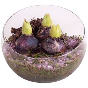 Bulbs Winter Arr. Hyacint Glass Bowl Vase Ø20cm 3PP