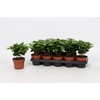 Coffea Arabica