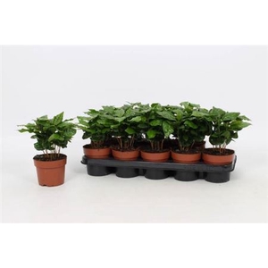 Coffea arabica