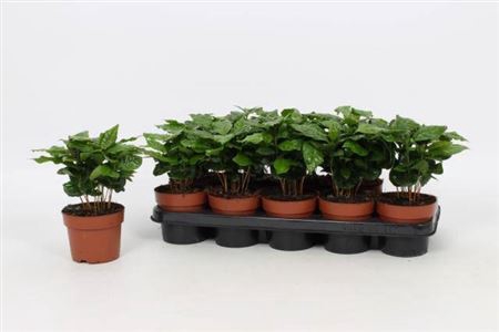 Coffea Arabica