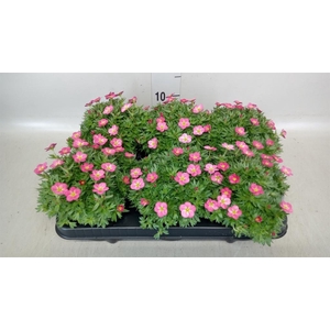 Saxifraga arend. 'Alpino Rose'