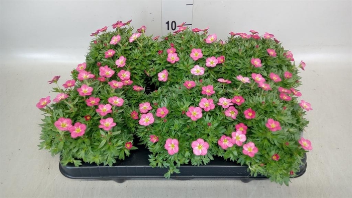 <h4>Saxifraga arend. 'Alpino Rose'</h4>