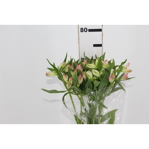 ALSTROEMERIA DUBAI 080 CM
