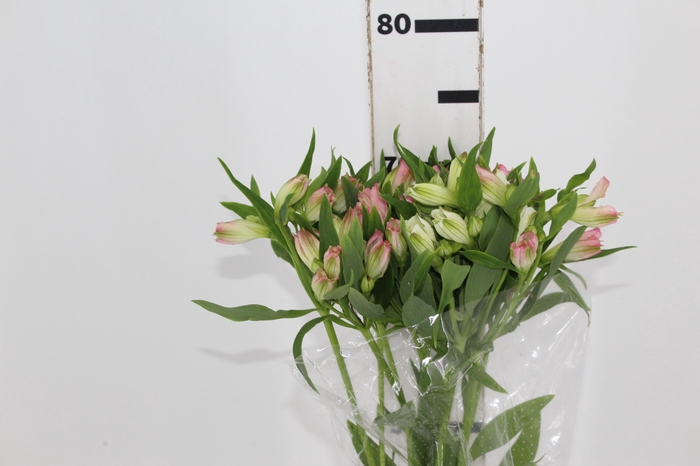 <h4>ALSTROEMERIA DUBAI 080 CM</h4>