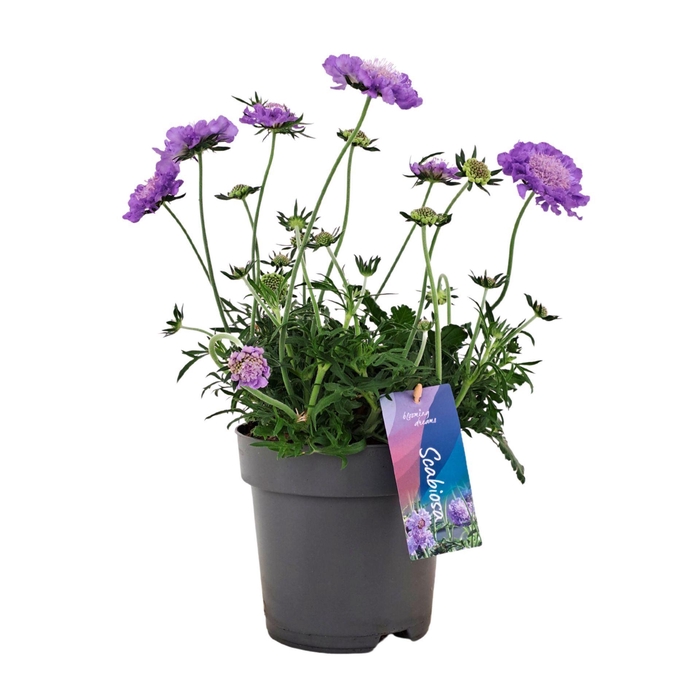 Scabiosa Butterfly Blue