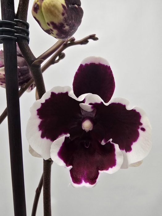 <h4>Limited 43 week 18</h4>