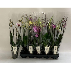 PHAL GEM