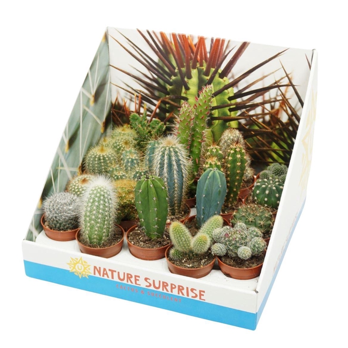 <h4>Cactus Gemengd Showdoos</h4>