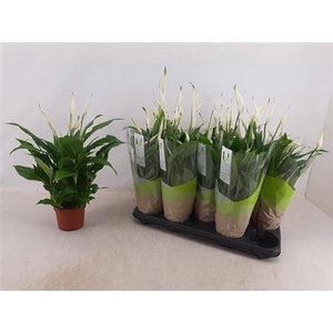 Spathiphyllum 'Bellini'