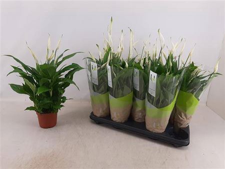 <h4>Spathiphyllum 'Bellini'</h4>