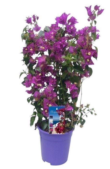 <h4>Bougainvillea Alexandra</h4>