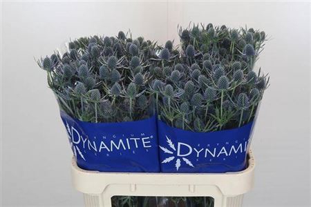 <h4>Eryn A Blue Dynamite</h4>