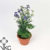Delphinium grand. 'Delfix Blue'