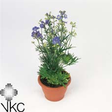 Delphinium grand. 'Delfix Blue'